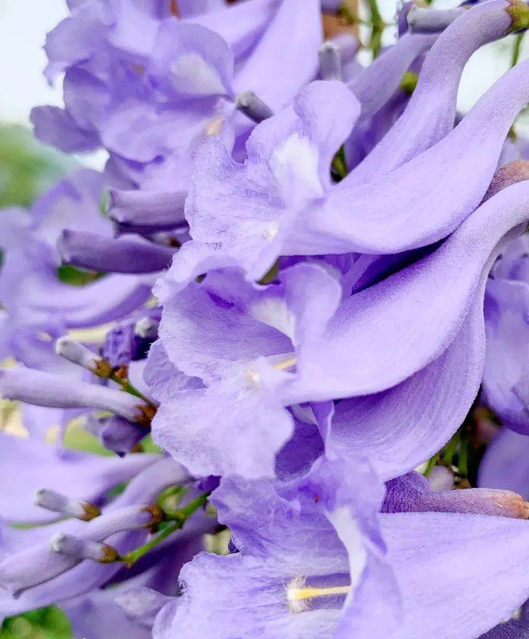 蓝楹花盛开紫色一片太迷人了具体赏花地址在
