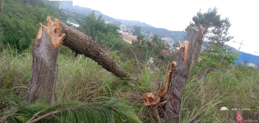 北流镇河泉村有成百棵粗壮的松树被不明原因拦腰折断