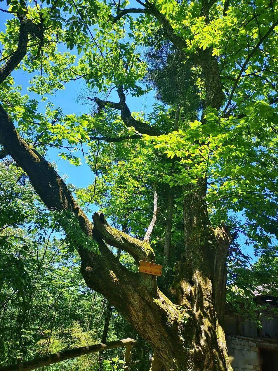 青山在怀,草木在侧