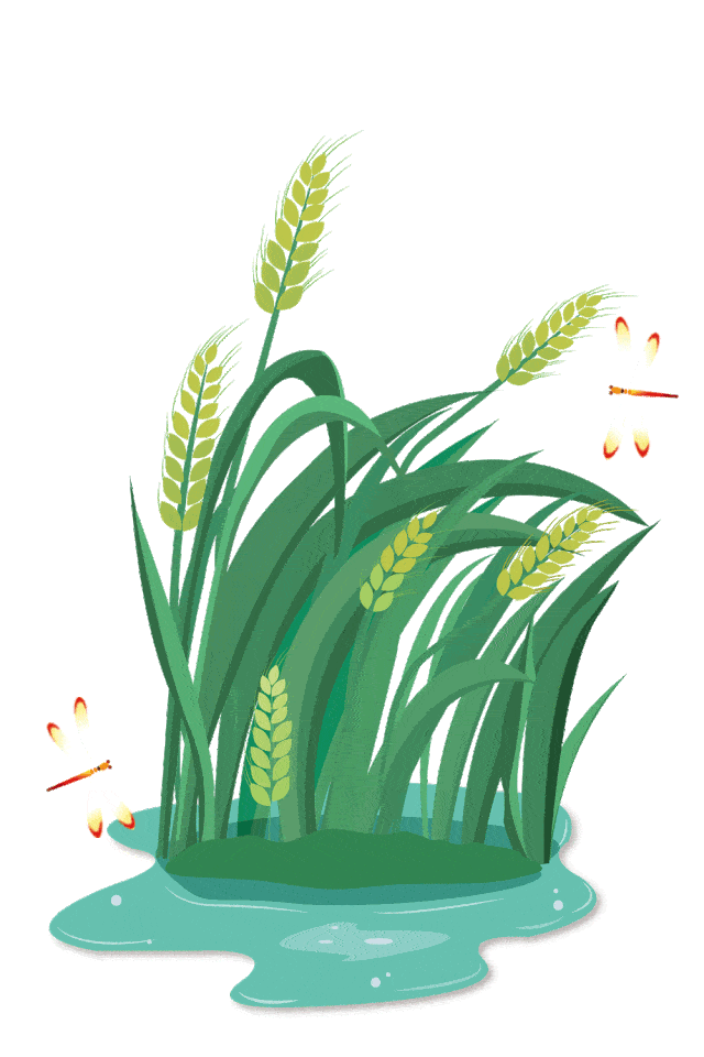 传/统/二/十/四/节/气 xiǎo 小 mǎn 满 小满时节 蜻蜓起舞 苦菜开花