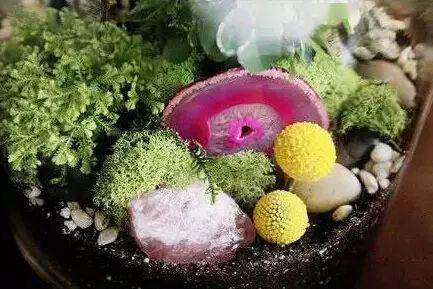 「植物」让种植成为孩子探索自然的起点！【植物角】60种植物角新玩法