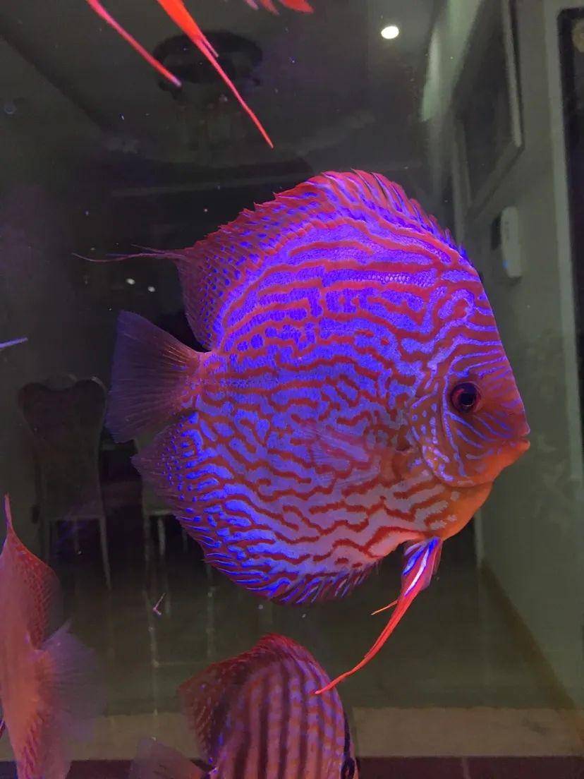 鱼友分享七彩神仙鱼饲养心得