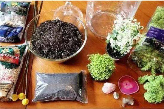 「植物」让种植成为孩子探索自然的起点！【植物角】60种植物角新玩法