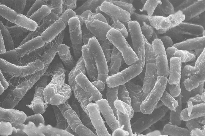 纳豆的功能性成分主要来自于纳豆菌,别名为  纳豆芽孢杆菌(bacillus