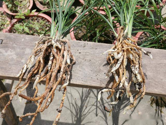 豆角是深根还是浅根系 b47025f9eef64dd7851a2bfbebc2e45e.jpeg