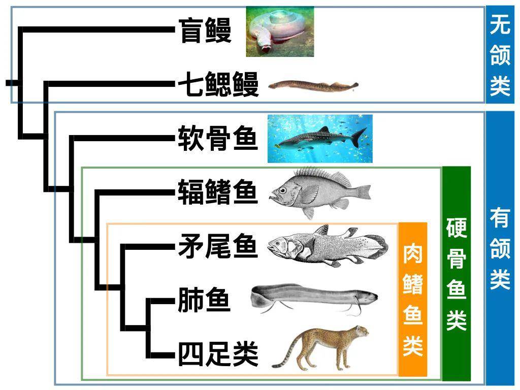 海洋科普(1095)| 认真说,我们其实都是鱼