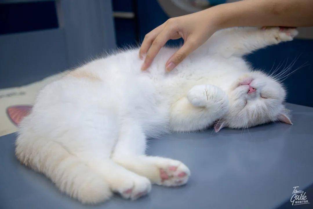 蓝胖子猫咪多少钱 100dd06238ba4bb0844e17f324bfb5da.jpeg