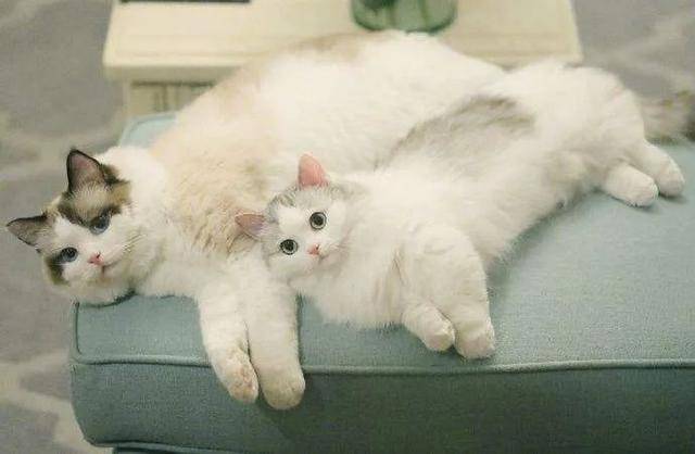 对于公猫来说,绝育就是个小手术,很菀易做.