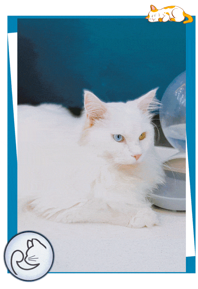 萌宠贵宾·今天 12:30 生活新奇趣·今天 09:58 小花爱宠屋