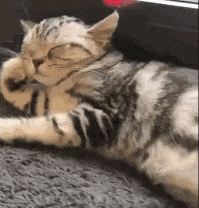 猫:你尽管开店,勾引不来人算我输!