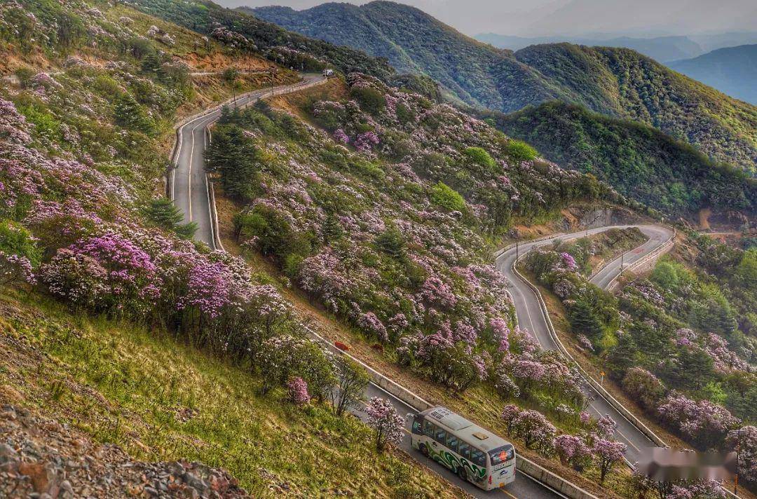 五月天轿子山杜鹃花海
