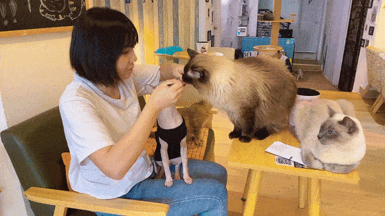 猫条在手,猫咪我有!