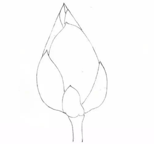 荷花的画法视频大全 4e9287b45c9c4aa380dda252f3b765a5.jpeg