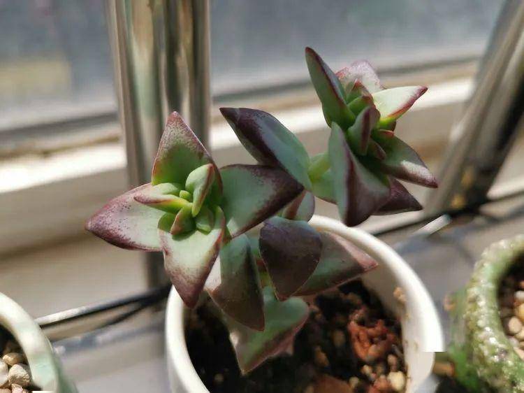 多肉叶插苗怎么快速长大 84563642fa704f848bab26ea147a580b.jpeg