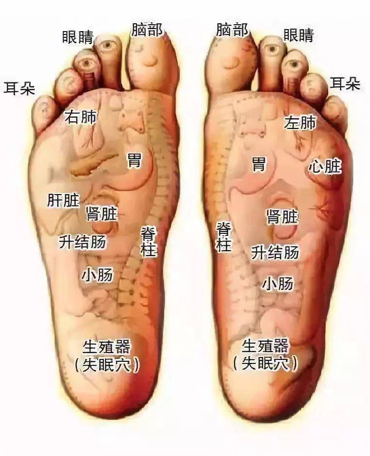 脚自古就有人体的 第二心脏之说  中医认为: 脚底有60余个 穴位 是6