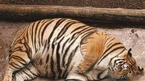 世界上最胖的10只动物,最后一只被认为是一个自然界中