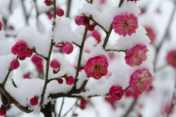 雪中赏梅,送给大家!_梅花