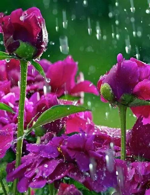 【欣赏】——雨中的花朵,美到爆!(20200525)