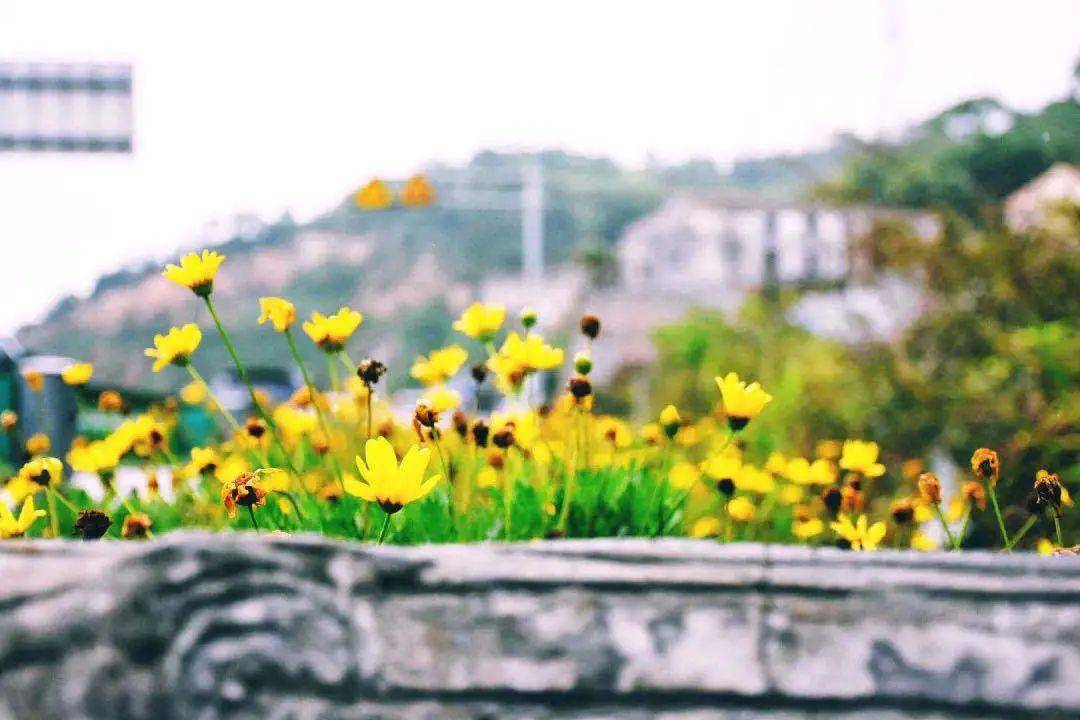 五月的风寓意 61f0d0d69ae24b22be47a3cb4ed36bdb.jpeg