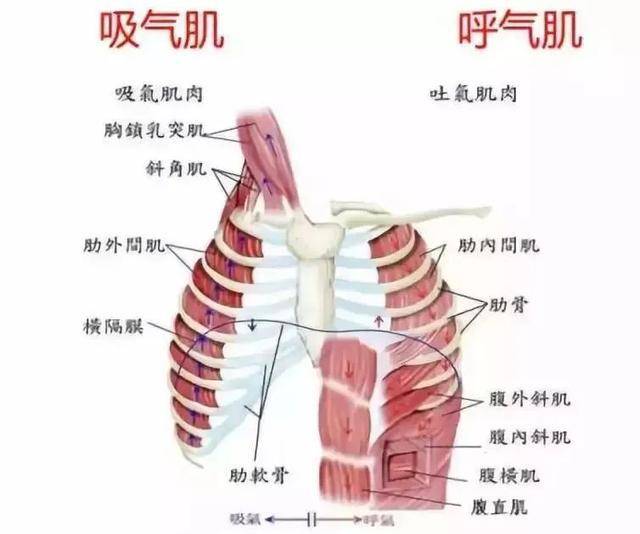 没想到晚晚肋骨外翻这么严重,胸部下方超突出,网友:"四个胸"