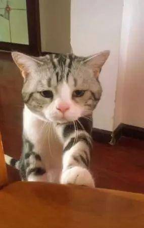 猫咪撇嘴好委屈,近看眼中含泪,网友心疼:快让我抱抱