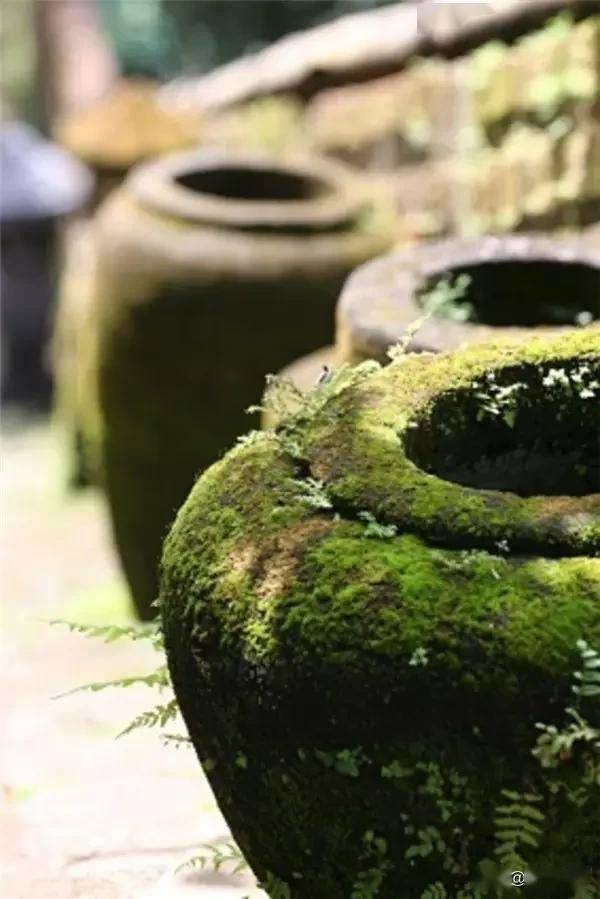 一处青苔，美了一个院子