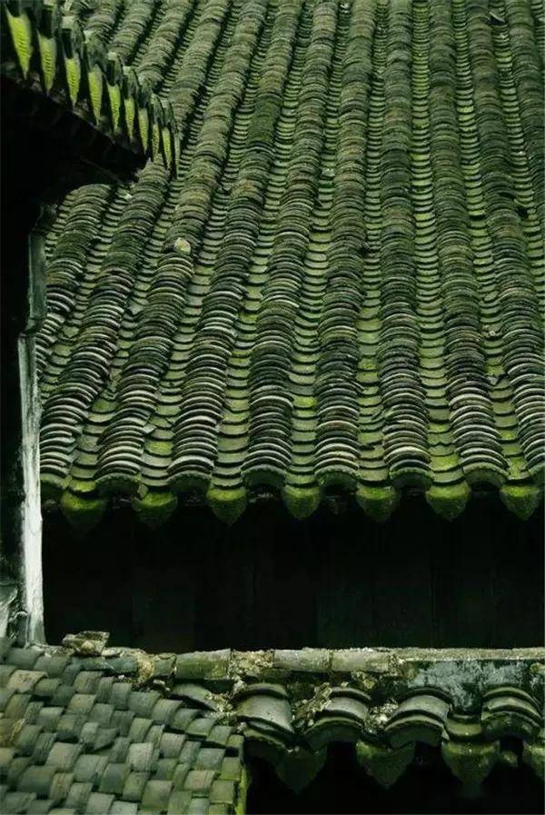 一处青苔，美了一个院子