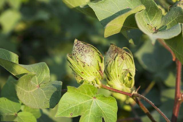 棉花种植过程中对病虫害的防治措施从以下几方面进行值得一看