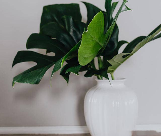 龟背竹怎么养护才能长得茂盛 410a77cce73f4fab8a9e7c9b05072bba.jpeg