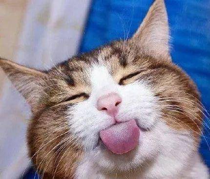 蒜头猫是什么猫 730c70396b5847f388869fa67f0f251b.jpeg