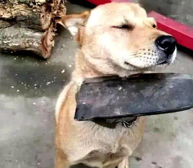 土狗犯事不认错,主人拿起菜刀威胁它,狗狗的表情太厚颜无耻!
