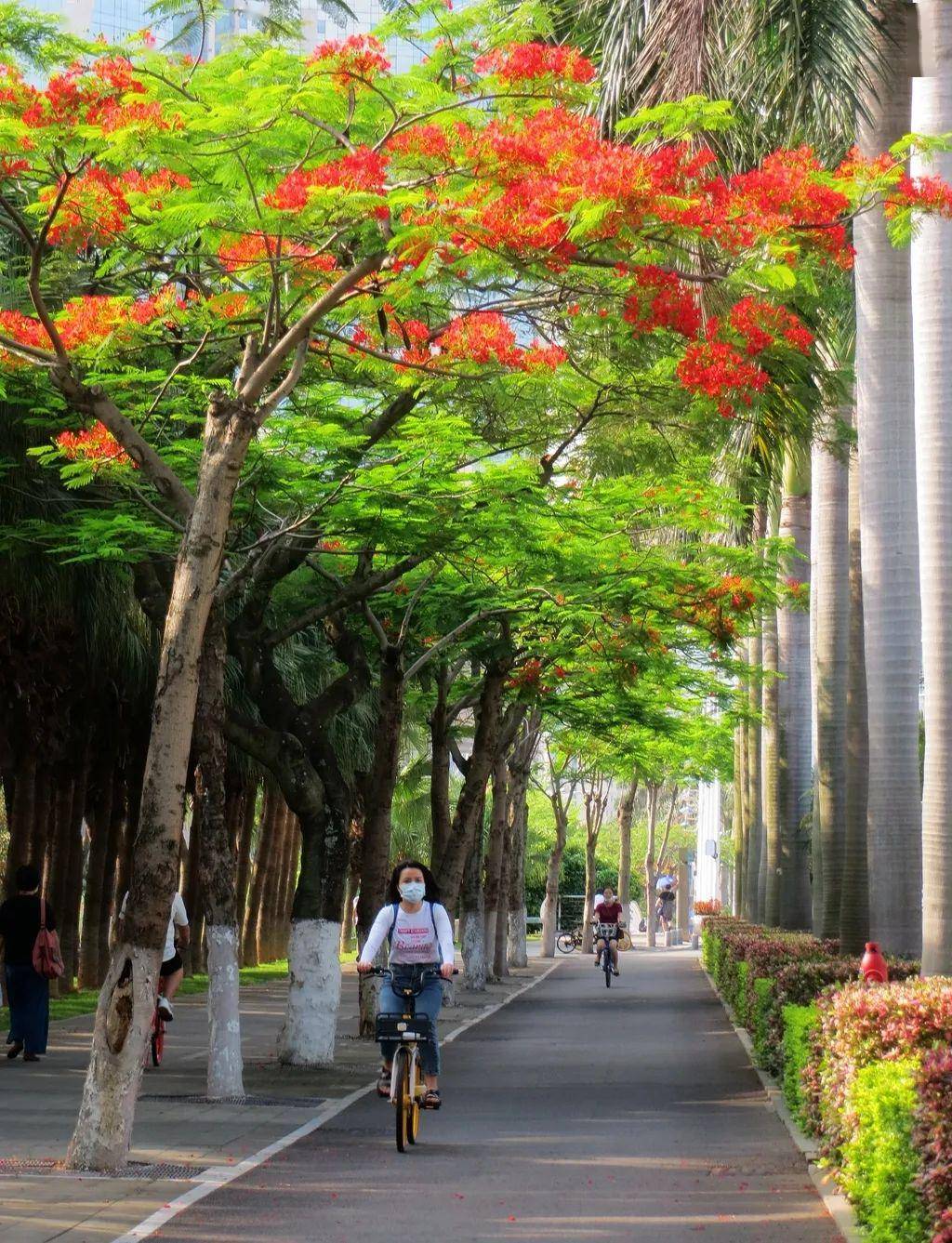 海湾公园,忠仑公园 厦门大学,槟榔路, 湖滨中路等处  也可以一睹凤凰