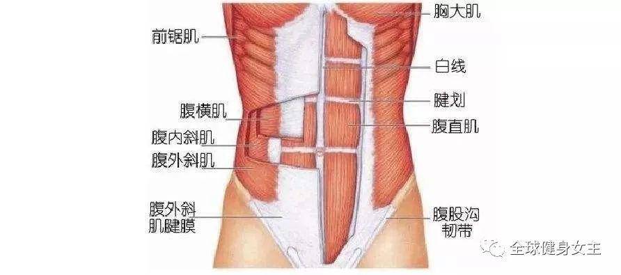 一,了解腹部肌肉的基本构造