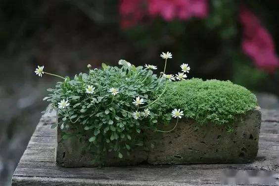 一处青苔，美了一个院子