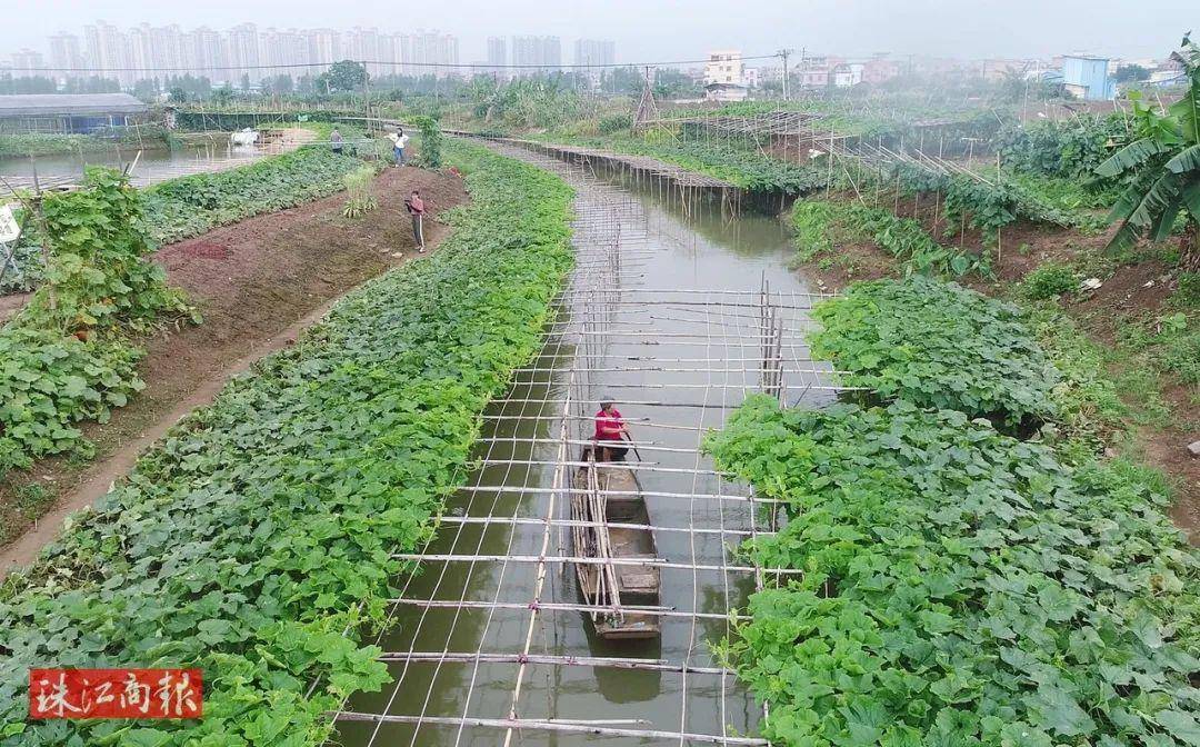 地道顺德风味桑麻黑毛节瓜新鲜上市寻味顺德夏日打卡清单必选项get