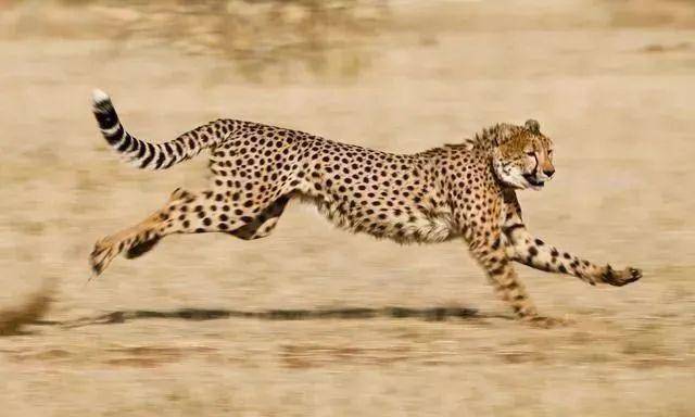 猎豹的排名_猎豹简笔画(2)