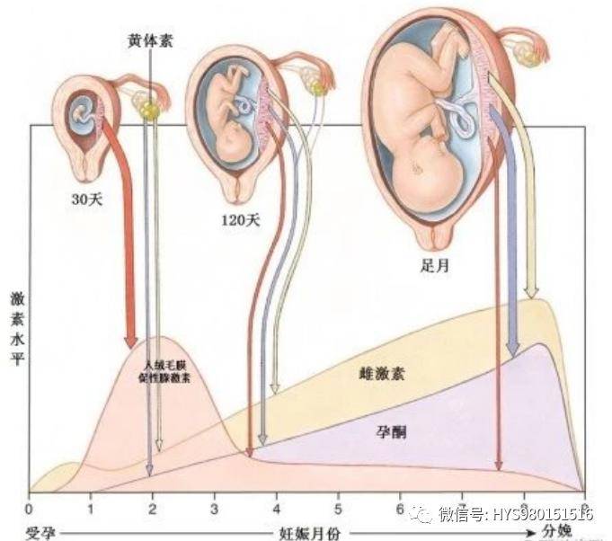 数张生殖系统医学美图,张张经典_子宫