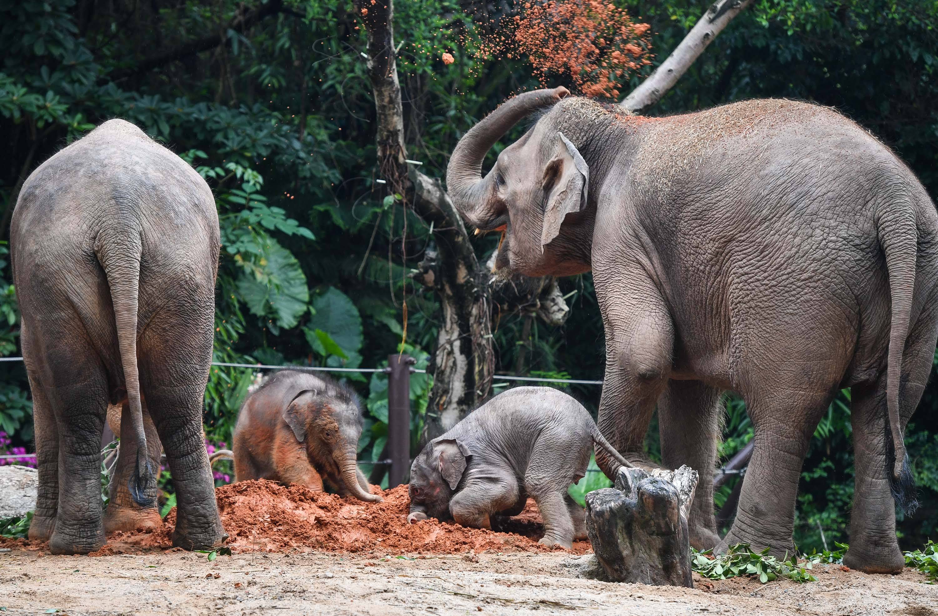 广州:亚洲象家族再添新丁_大象