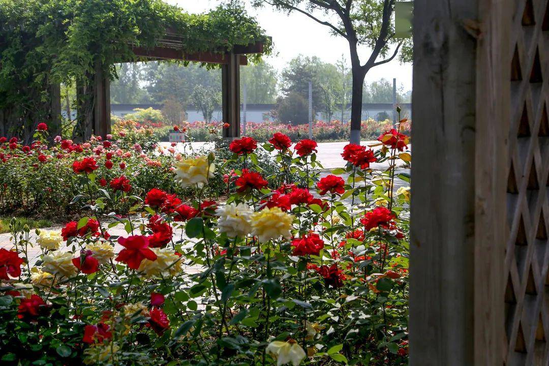 丰台赏花好去处!在北京园博园徜徉月季花海 感受园林文化