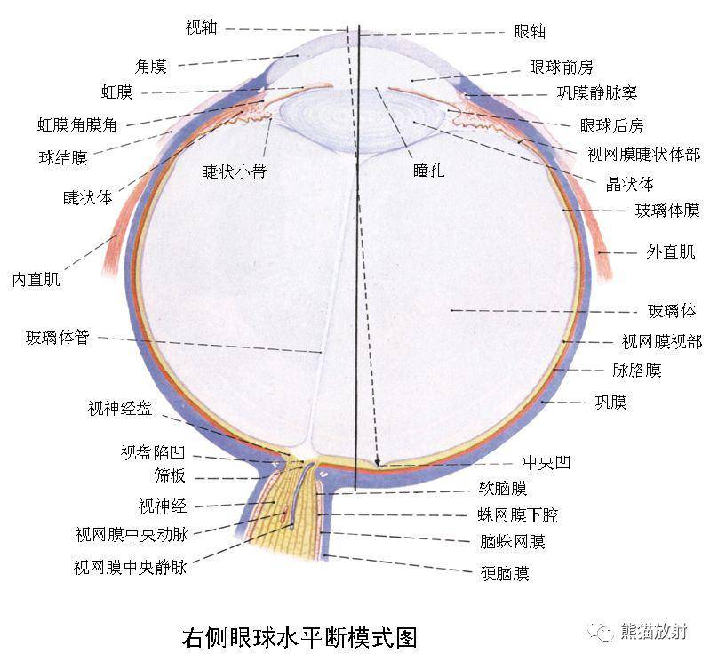 鉴别丨视网膜脱离脉络膜脱离玻璃体后脱离