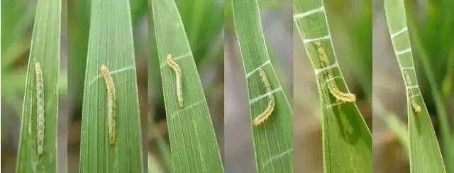 亲耕田五环种植水稻病虫害管理方案