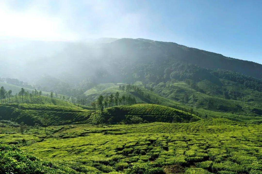 在世界茶树发源地,饮一杯好茶_景迈山