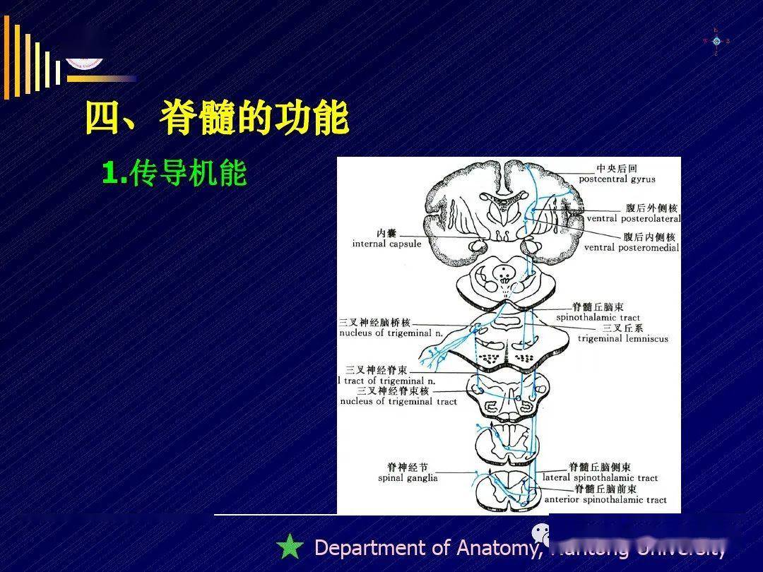 脊髓--精细解剖