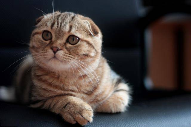 猫咪怎么分辨什么是公猫 accd61dd833049e686226bb75a159272.jpeg