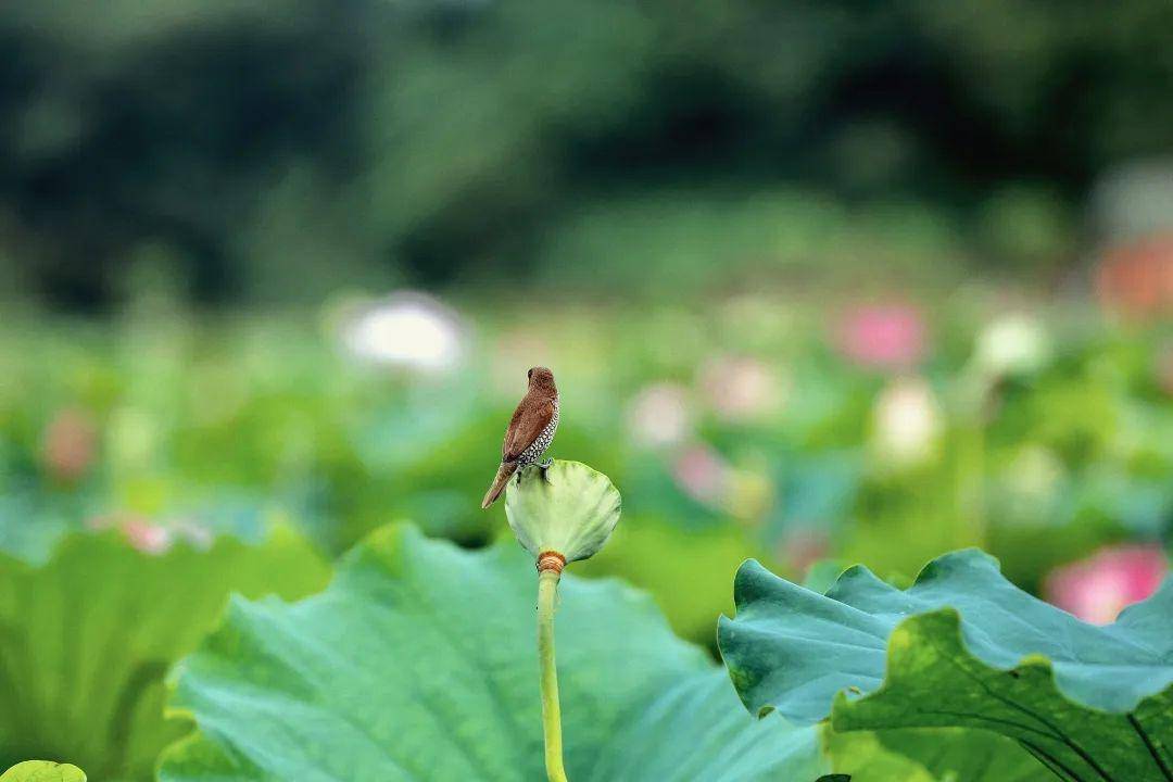 小荷才露尖尖角早有蜻蜓立上头