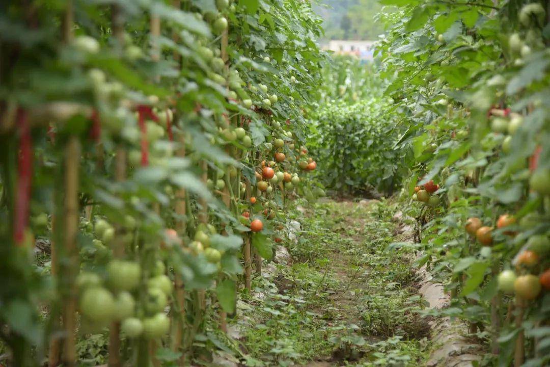 在种植户罗永寿的番茄地里 放眼望去 整齐的番茄架下挂满了 一个个