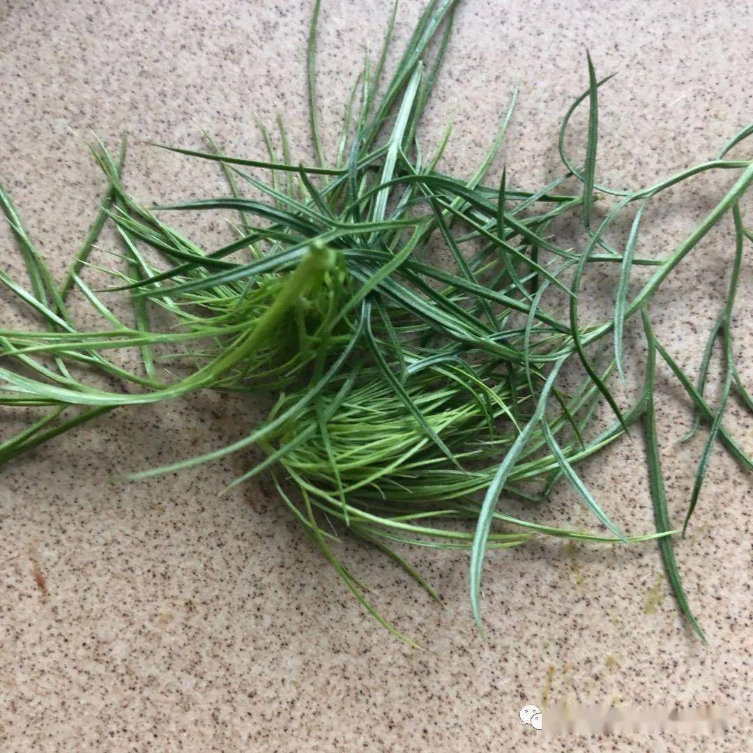 草  
