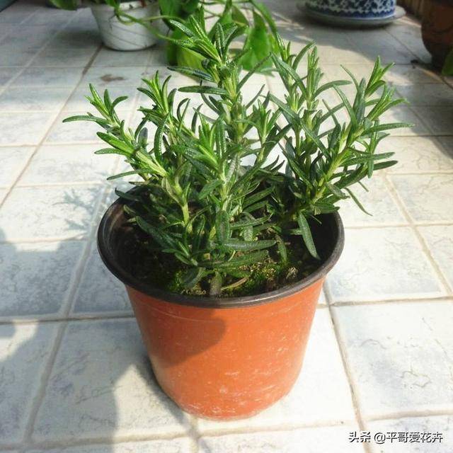 家里养4种驱蚊花香味特殊驱赶蚊虫效果棒睡眠质量好