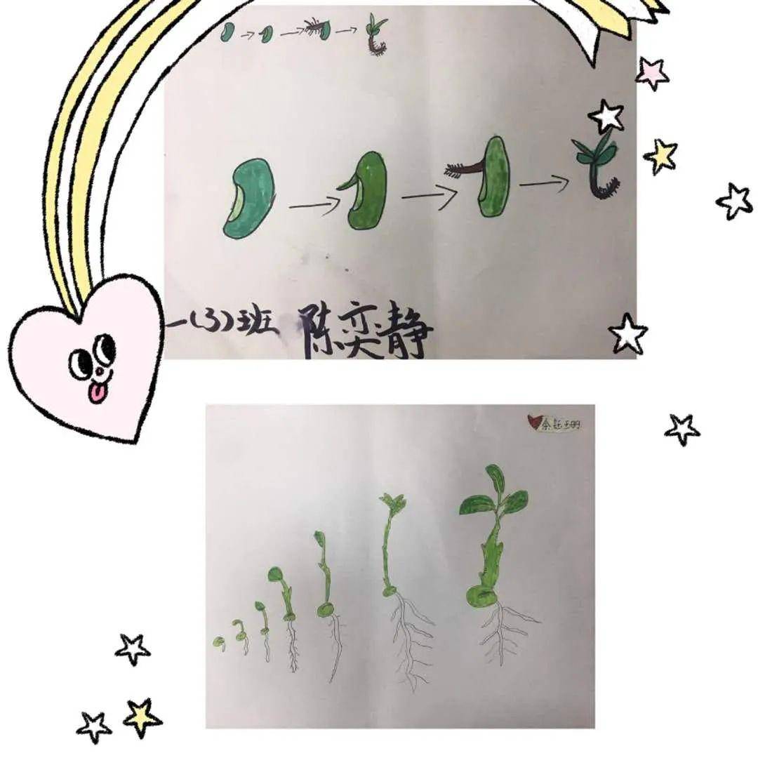 播下种子感受生命记一年级孩子的生命教育活动