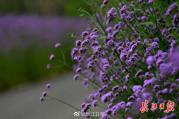 花海的图片大全唯美 64f7320998c941afa5d0a860a09192c2.jpeg